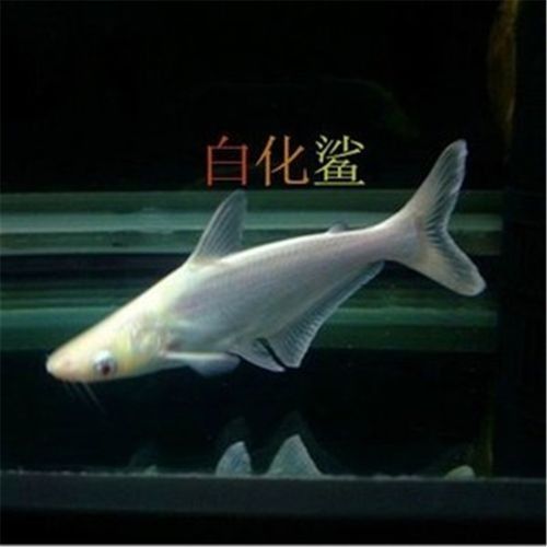 鯊魚基本品牌有哪些（鯊魚基本品牌是一系列由著名設(shè)計(jì)師和品牌創(chuàng)始人創(chuàng)立的品牌）