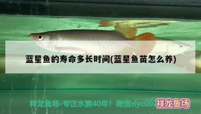 藍星魚的壽命多長時間(藍星魚苗怎么養)