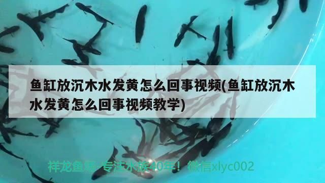 魚缸放沉木水發(fā)黃怎么回事視頻(魚缸放沉木水發(fā)黃怎么回事視頻教學)