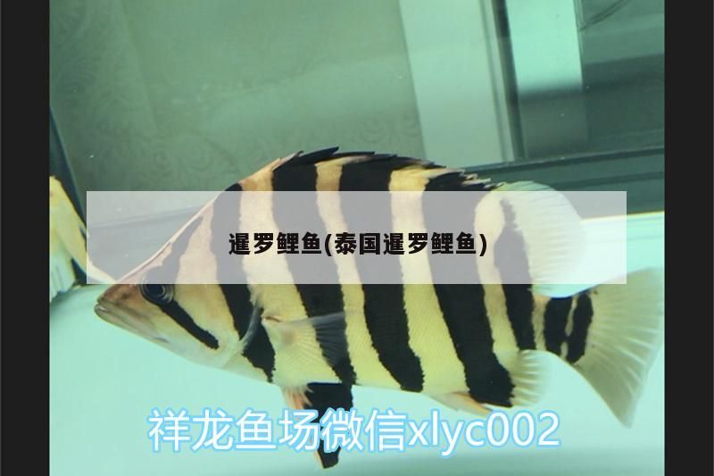 暹羅鯉魚(泰國暹羅鯉魚)（世界上最大的鯉魚有多大，你知道嗎）