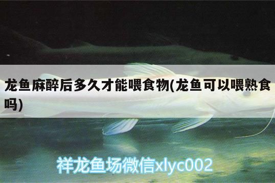 龍魚麻醉后多久才能喂食物(龍魚可以喂熟食嗎)（龍魚麻醉后多久才能喂食物）