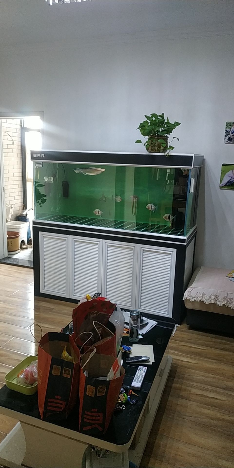 龍魚狀態（元龍觀賞魚工作室評論：很多銀龍對紅色特別敏感，小龍回家一個多月了） 龍魚狀態（元龍觀賞魚工作室評論：很多銀龍對紅色特別敏感，小龍回家一個多月了） 觀賞魚百科