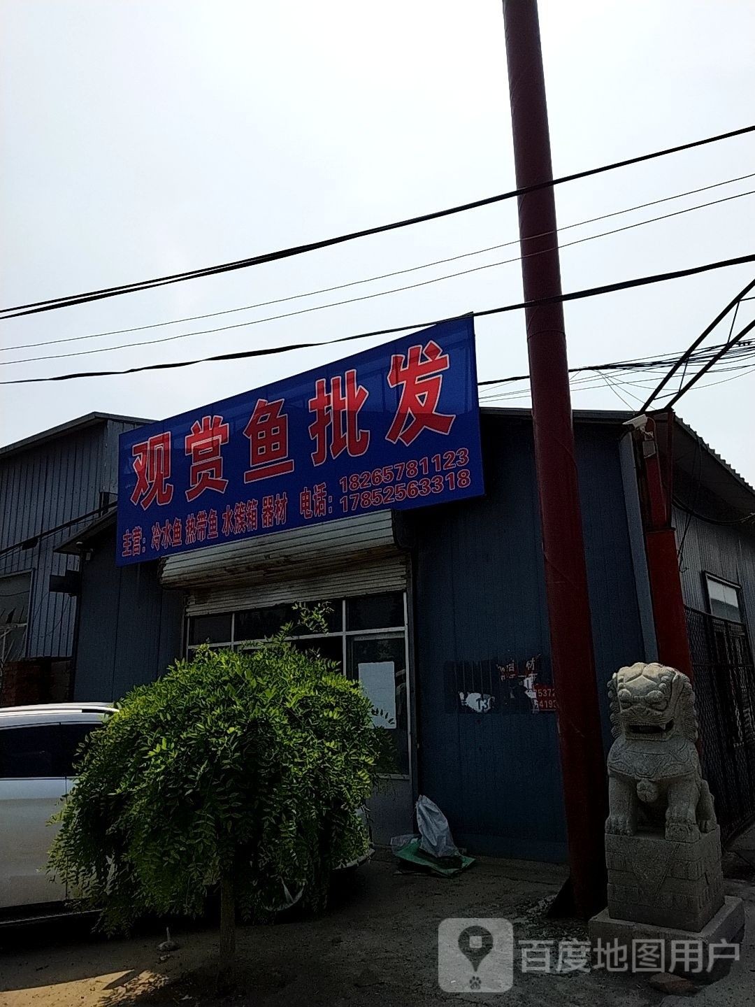 章丘龍魚（這些情況會讓它“想不開”）