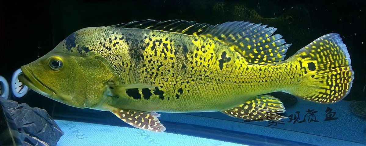 巴西亞魚攻擊性強不強 巴西亞魚攻擊性強不強 觀賞魚百科 第2張