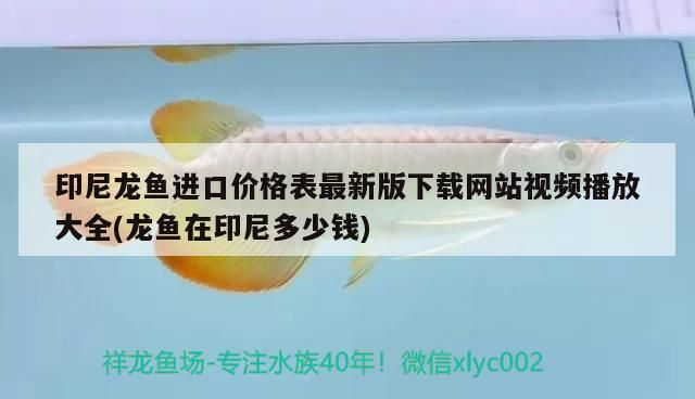 印尼龍魚進口價格表最新版下載網站視頻播放大全(龍魚在印尼多少錢) 印尼龍魚進口價格表最新版下載網站視頻播放大全(龍魚在印尼多少錢) 觀賞魚百科
