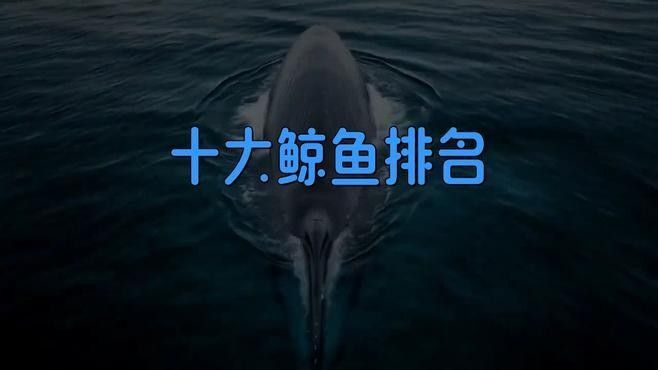 十大巨型鯨魚排名（世界十大巨型鯨魚）