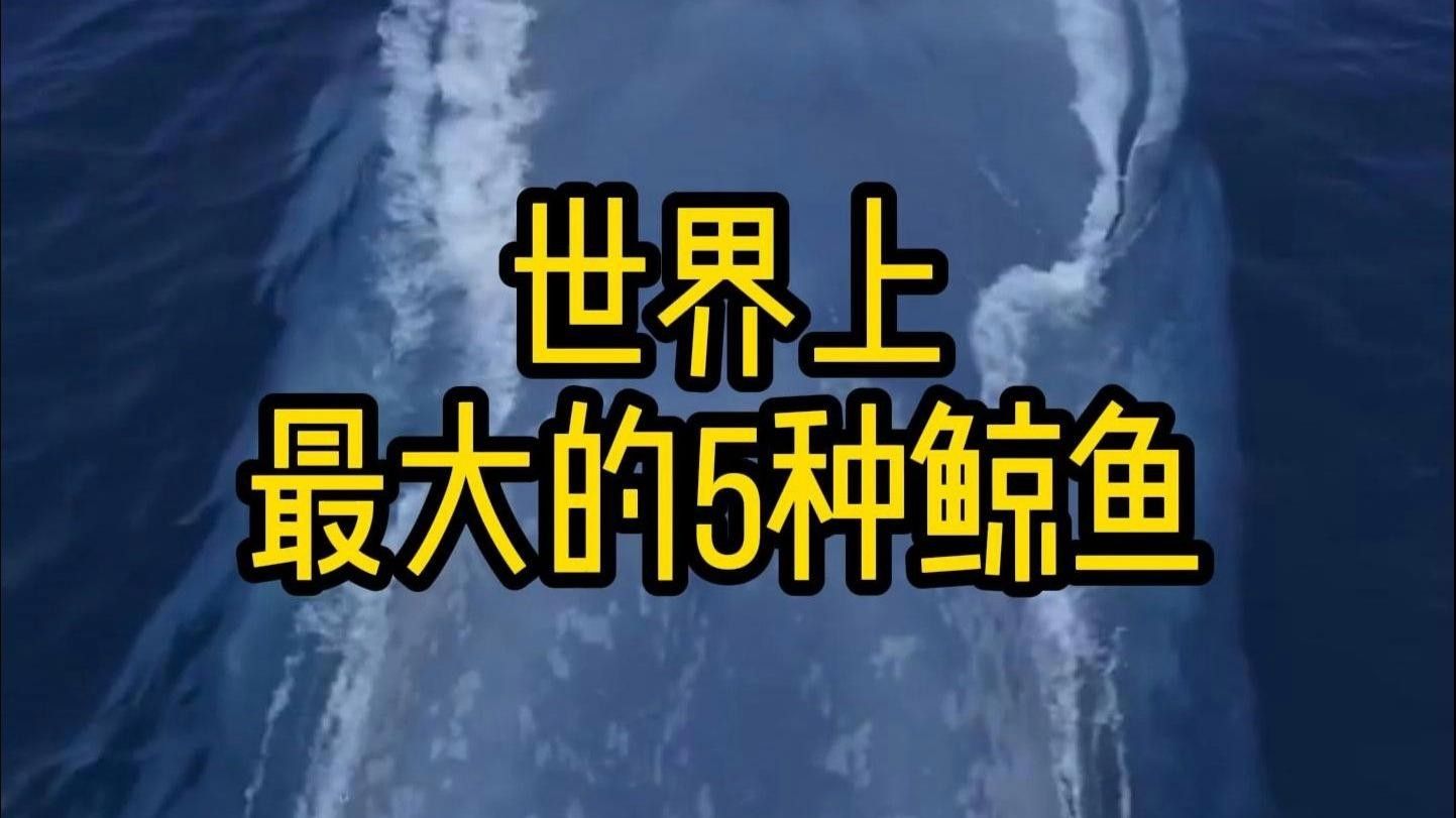 十大巨型鯨魚(yú)排名（世界十大巨型鯨魚(yú)）