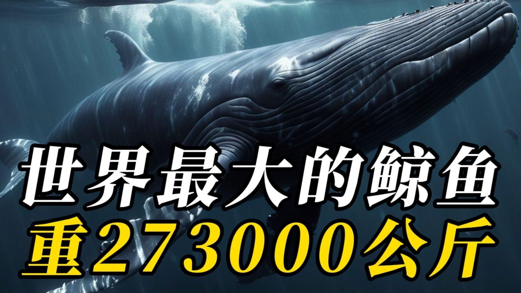 十大巨型鯨魚(yú)排名（世界十大巨型鯨魚(yú)）