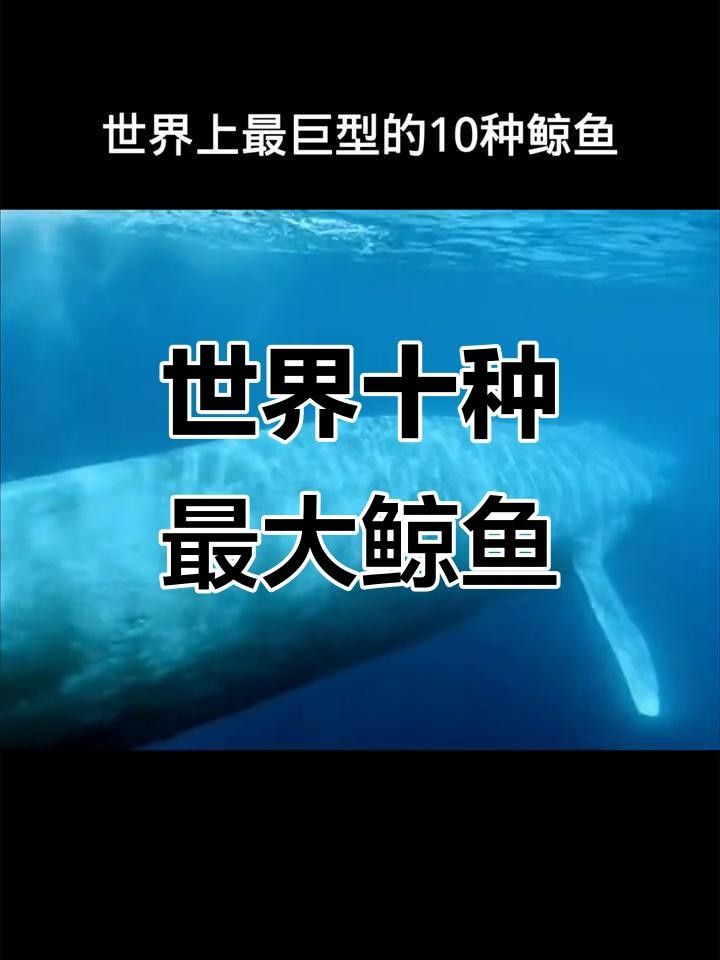 十大巨型鯨魚排名（世界十大巨型鯨魚）