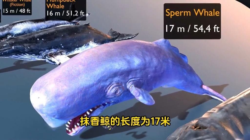 十大巨型鯨魚排名（世界十大巨型鯨魚）