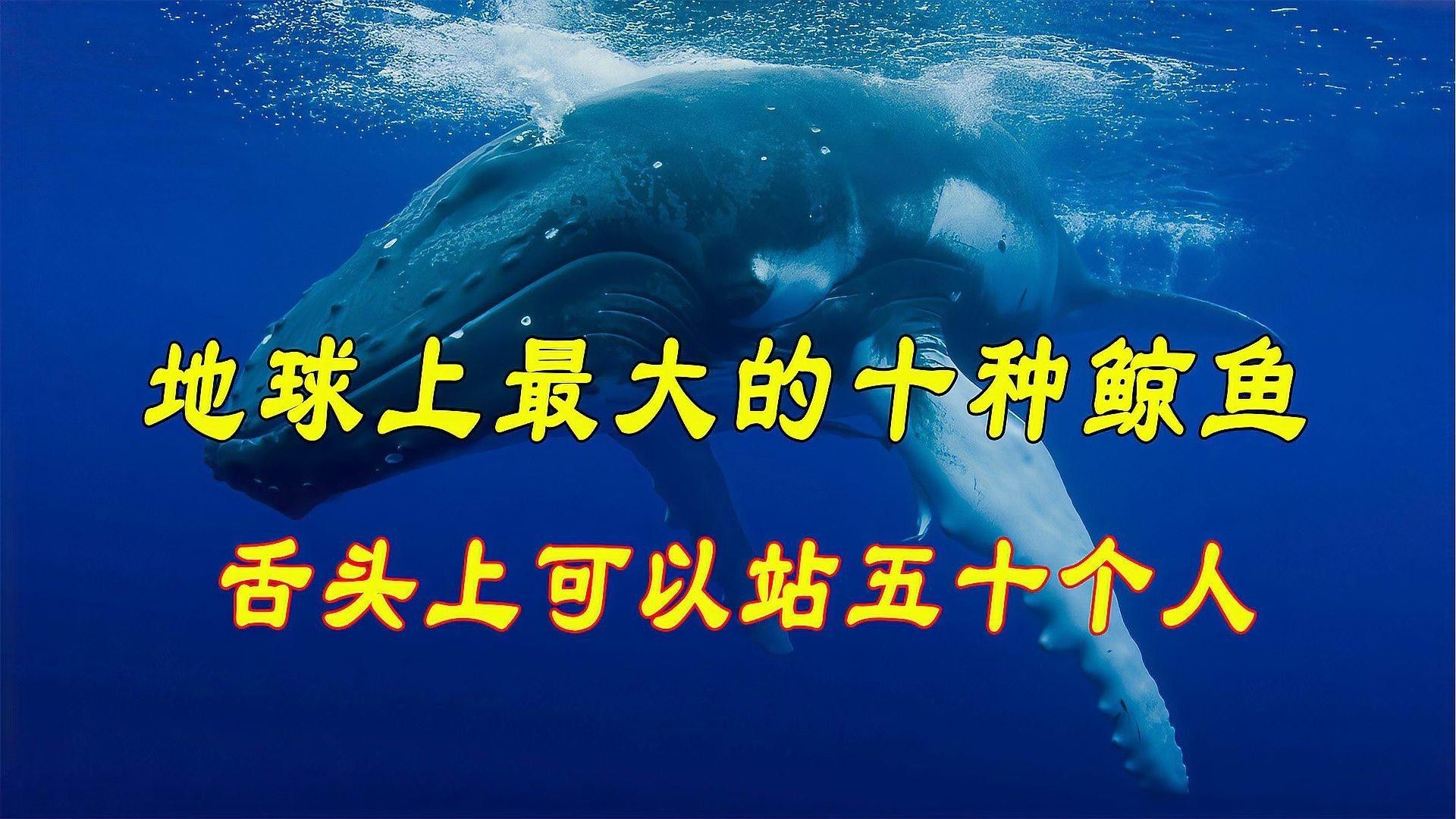 十大巨型鯨魚排名（世界十大巨型鯨魚）