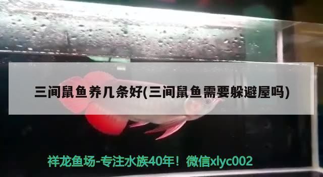 三間鼠魚養幾條好(三間鼠魚需要躲避屋嗎)（三間鼠魚養幾條好（三間鼠魚養幾條好，三間鼠魚養幾條好））
