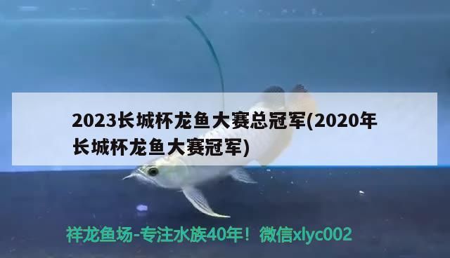 2023長城杯龍魚大賽總冠軍(2020年長城杯龍魚大賽冠軍) 2023長城杯龍魚大賽總冠軍(2020年長城杯龍魚大賽冠軍) 觀賞魚百科