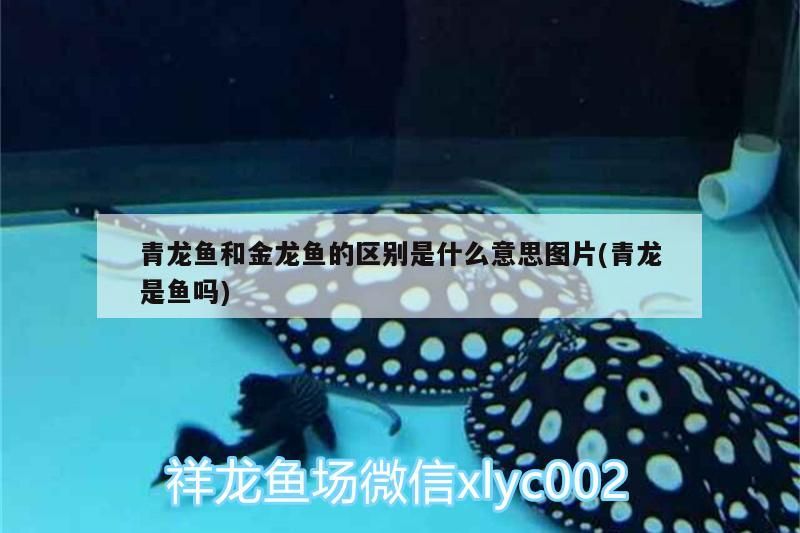 青龍魚和金龍魚的區別是什么意思圖片(青龍是魚嗎) 青龍魚和金龍魚的區別是什么意思圖片(青龍是魚嗎) 觀賞魚百科