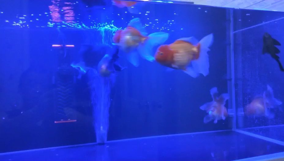 資陽觀賞魚市場魚友們晚安金魚圈（資陽觀賞魚市場）