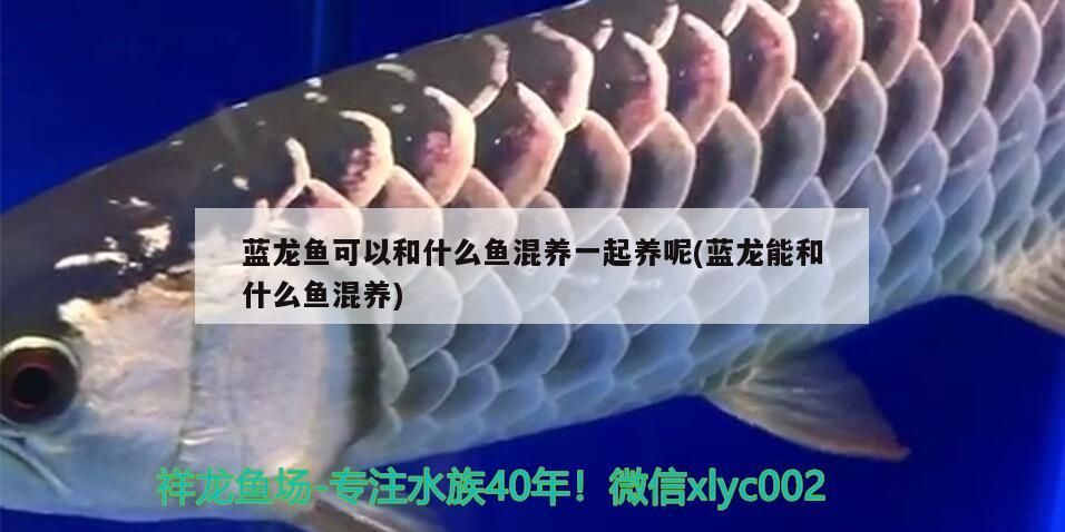 藍龍魚可以和什么魚混養一起養呢(藍龍能和什么魚混養) 藍龍魚可以和什么魚混養一起養呢(藍龍能和什么魚混養) 觀賞魚百科