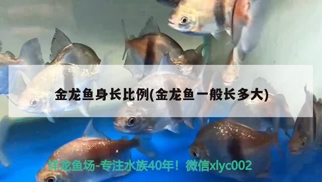 金龍魚身長比例(金龍魚一般長多大)（金龍魚的身長比例和金龍魚一般長多大對應的信息，你需要了解） 金龍魚身長比例(金龍魚一般長多大)（金龍魚的身長比例和金龍魚一般長多大對應的信息，你需要了解） 觀賞魚百科