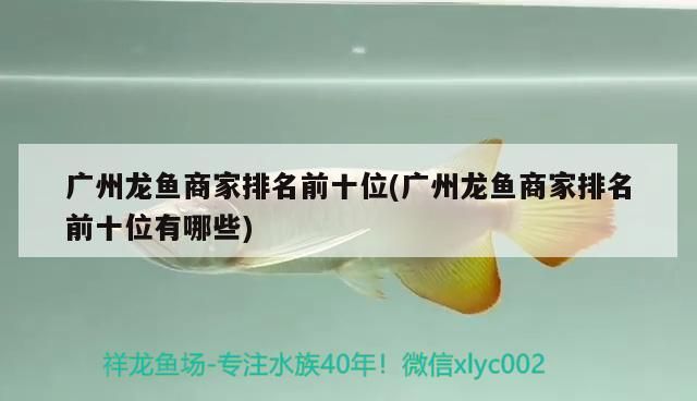 廣州龍魚商家排名前十位(廣州龍魚商家排名前十位有哪些)（廣州龍魚商家排名前十位）