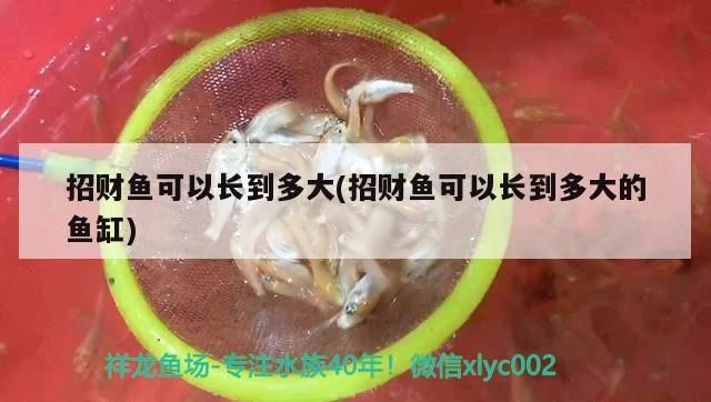 招財魚可以長到多大(招財魚可以長到多大的魚缸)