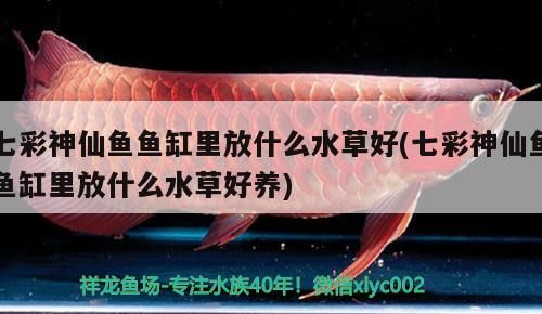 七彩神仙魚魚缸里放什么水草好(七彩神仙魚魚缸里放什么水草好養(yǎng))（七彩神仙魚缸里放什么水草好，） 七彩神仙魚魚缸里放什么水草好(七彩神仙魚魚缸里放什么水草好養(yǎng))（七彩神仙魚缸里放什么水草好，） 觀賞魚百科