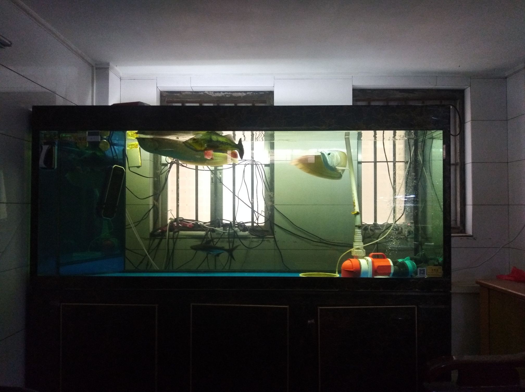 荊門水族館聯合用藥(荊門水族館聯合用藥方法) 觀賞魚百科 第1張 荊門水族館聯合用藥(荊門水族館聯合用藥方法) 荊門水族館聯合用藥(荊門水族館聯合用藥方法) 觀賞魚百科 第1張