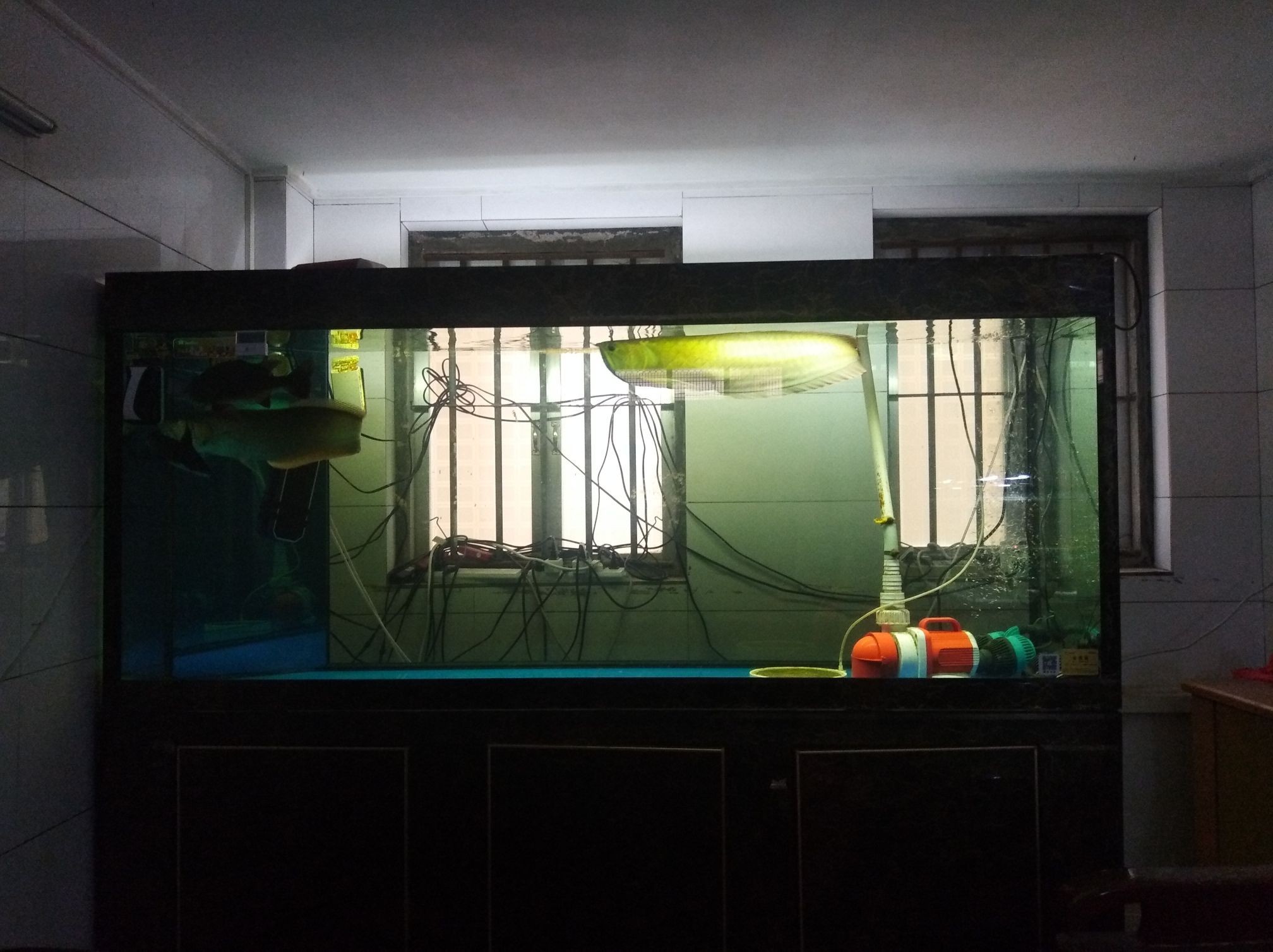 荊門水族館聯合用藥(荊門水族館聯合用藥方法) 觀賞魚百科 第2張 荊門水族館聯合用藥(荊門水族館聯合用藥方法) 荊門水族館聯合用藥(荊門水族館聯合用藥方法) 觀賞魚百科 第2張
