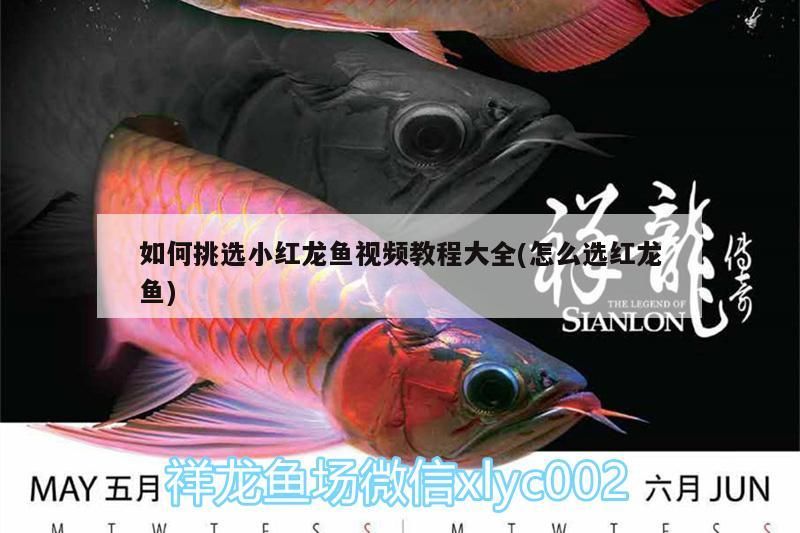 如何挑選小紅龍魚視頻教程大全(怎么選紅龍魚)（如何挑選小紅龍魚） 如何挑選小紅龍魚視頻教程大全(怎么選紅龍魚)（如何挑選小紅龍魚） 觀賞魚百科