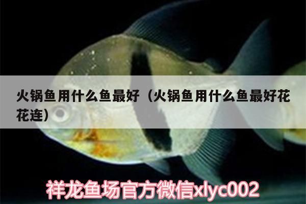 火鍋魚用什么魚最好（火鍋魚用什么魚最好花花連）（涮火鍋魚用什么魚最好）