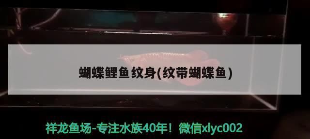 蝴蝶鯉魚紋身(紋帶蝴蝶魚) 蝴蝶鯉魚紋身(紋帶蝴蝶魚) 觀賞魚百科