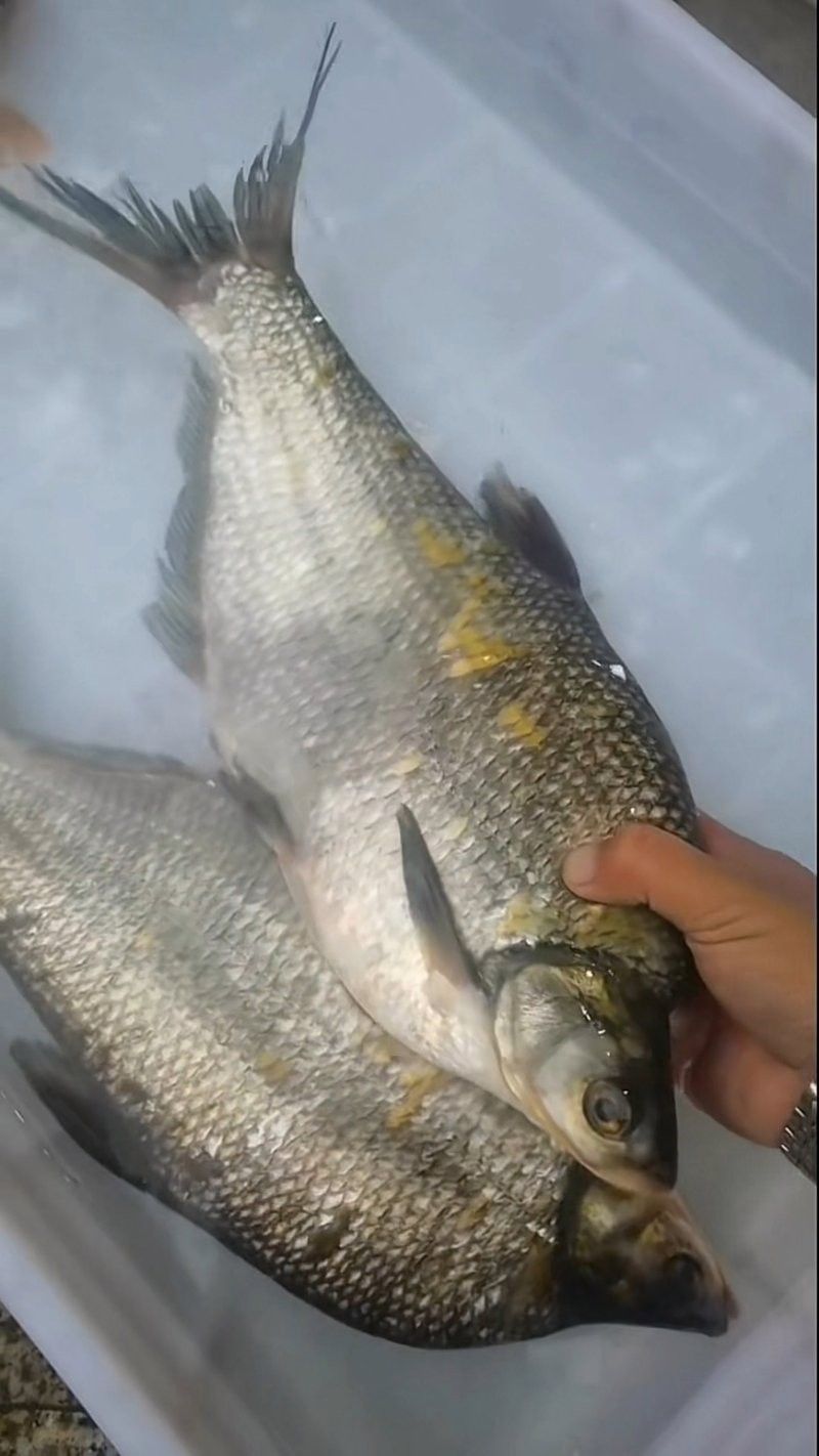 烏蘇里江四大名魚 烏蘇里江四大名魚 觀賞魚百科 第1張