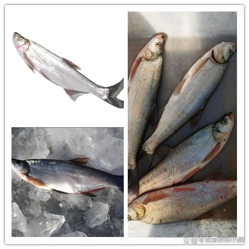 烏蘇里江四大名魚 烏蘇里江四大名魚 觀賞魚百科 第5張