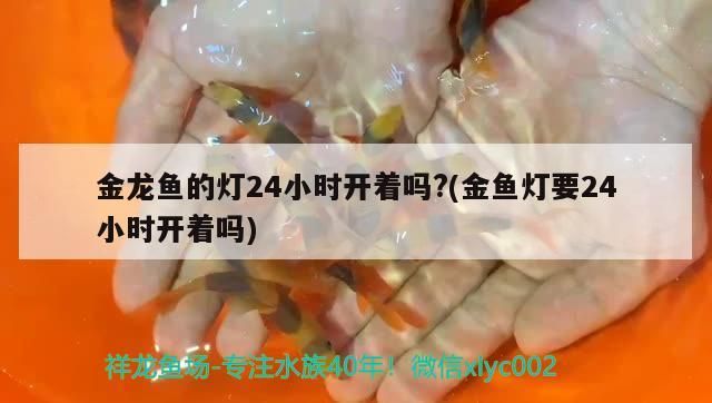 金龍魚的燈24小時(shí)開著嗎?(金魚燈要24小時(shí)開著嗎)