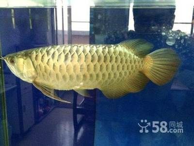 過背金龍價格22公分（22公分過背金龍魚過背金龍魚價格受多種因素影響） 過背金龍價格22公分（22公分過背金龍魚過背金龍魚價格受多種因素影響） 觀賞魚百科 第2張