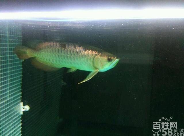 過背金龍價格22公分（22公分過背金龍魚過背金龍魚價格受多種因素影響） 過背金龍價格22公分（22公分過背金龍魚過背金龍魚價格受多種因素影響） 觀賞魚百科 第3張