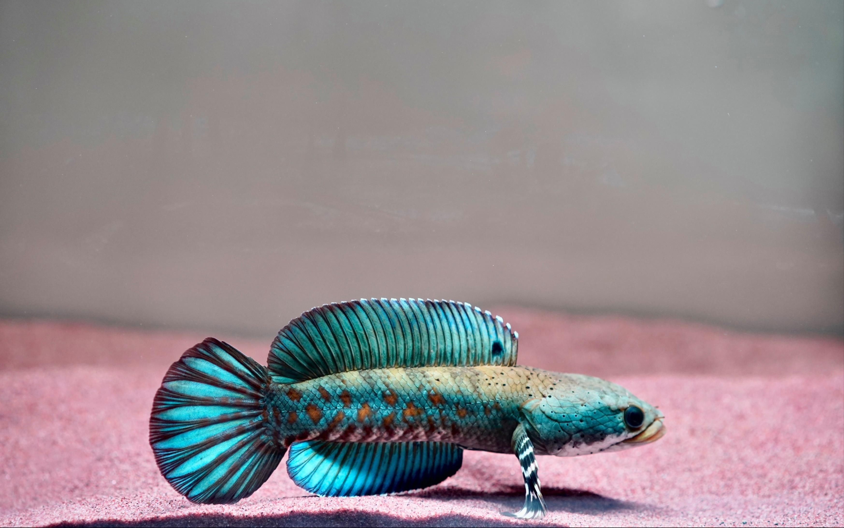 雷龍魚體內有寄生蟲的表現（雷龍魚體內出現寄生蟲會有哪些表現？） 雷龍魚體內有寄生蟲的表現（雷龍魚體內出現寄生蟲會有哪些表現？） 觀賞魚百科 第1張