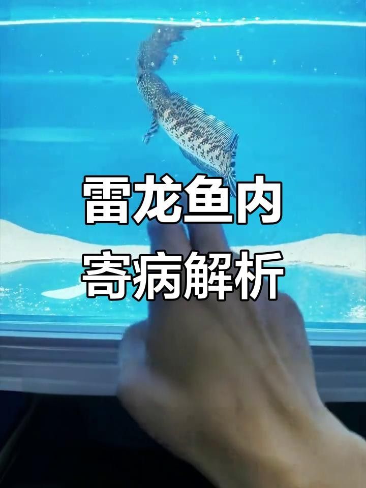 雷龍魚體內有寄生蟲的表現（雷龍魚體內出現寄生蟲會有哪些表現？） 雷龍魚體內有寄生蟲的表現（雷龍魚體內出現寄生蟲會有哪些表現？） 觀賞魚百科 第2張