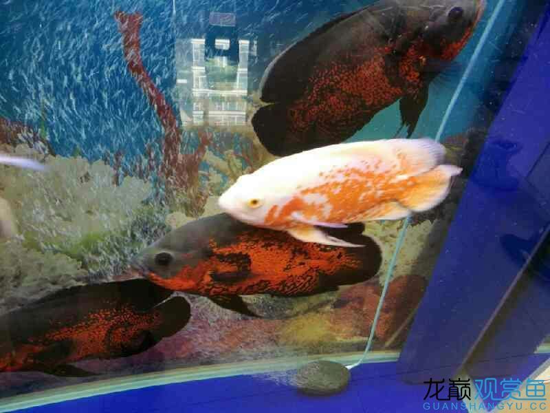 這個平臺等級怎樣才能升級？為什么生了又掉？（平臺等級升級與掉級）