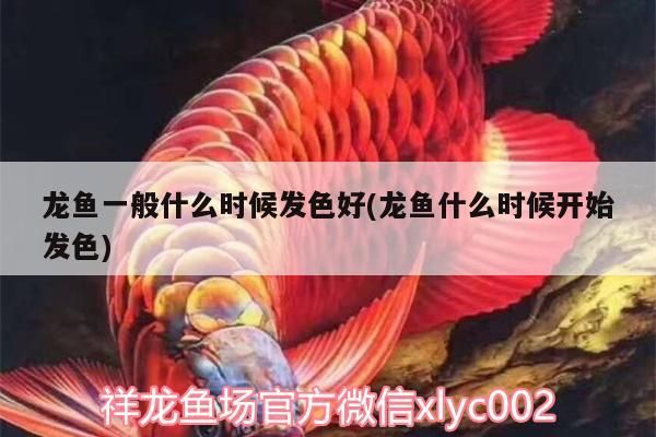魚缸過濾器選購指南:自制魚缸過濾器魚缸上置過濾器對于養魚愛好者的必備知識 龍魚一般什么時候發色好(龍魚什么時候開始發色)(龍魚一般什么時候發色好) 觀賞魚百科 龍魚一般什么時候發色好(龍魚什么時候開始發色)(龍魚一般什么時候發色好) 龍魚一般什么時候發色好(龍魚什么時候開始發色)(龍魚一般什么時候發色好) 觀賞魚百科