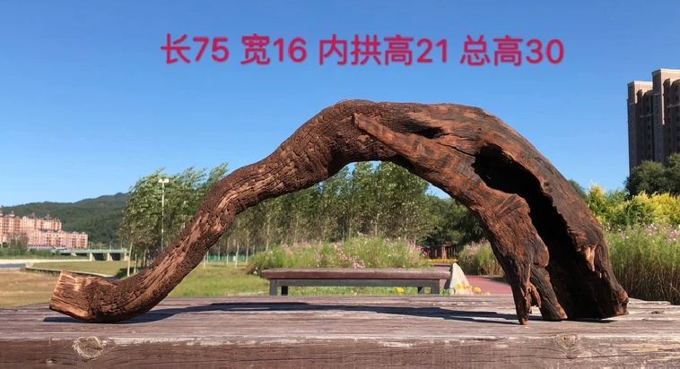 龍缸放沉木（龍缸放沉木可以嗎？）