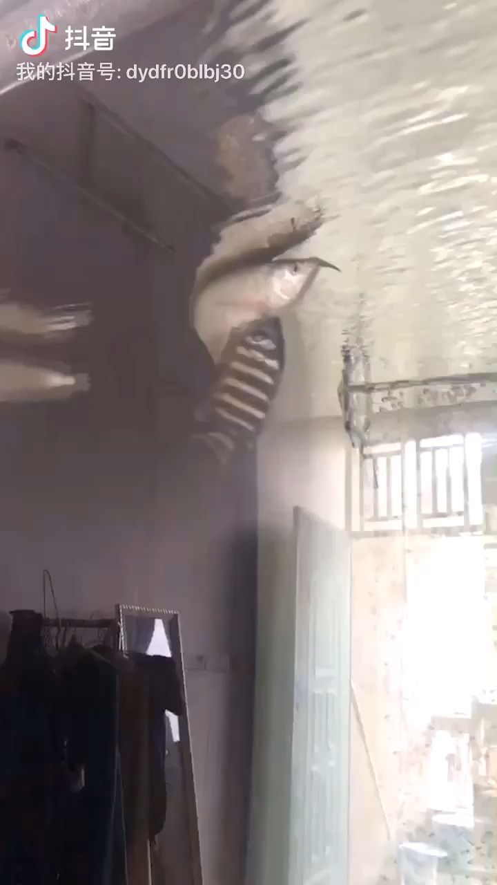 慘案發(fā)生（中國魚翅評論：一覺起來發(fā)生了慘案，怎么救治） 慘案發(fā)生（中國魚翅評論：一覺起來發(fā)生了慘案，怎么救治） 觀賞魚百科 第1張
