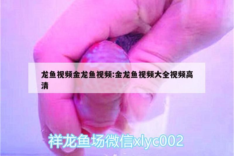 龍魚視頻金龍魚視頻:金龍魚視頻大全視頻高清 龍魚視頻金龍魚視頻:金龍魚視頻大全視頻高清 觀賞魚百科