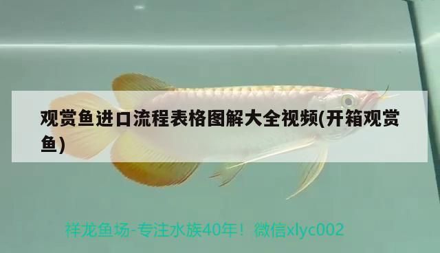 觀賞魚進口流程表格圖解大全視頻(開箱觀賞魚)（觀賞魚、觀賞魚進口流程表格圖解大全視頻表格圖解大全視頻） 觀賞魚進口流程表格圖解大全視頻(開箱觀賞魚)（觀賞魚、觀賞魚進口流程表格圖解大全視頻表格圖解大全視頻） 觀賞魚百科