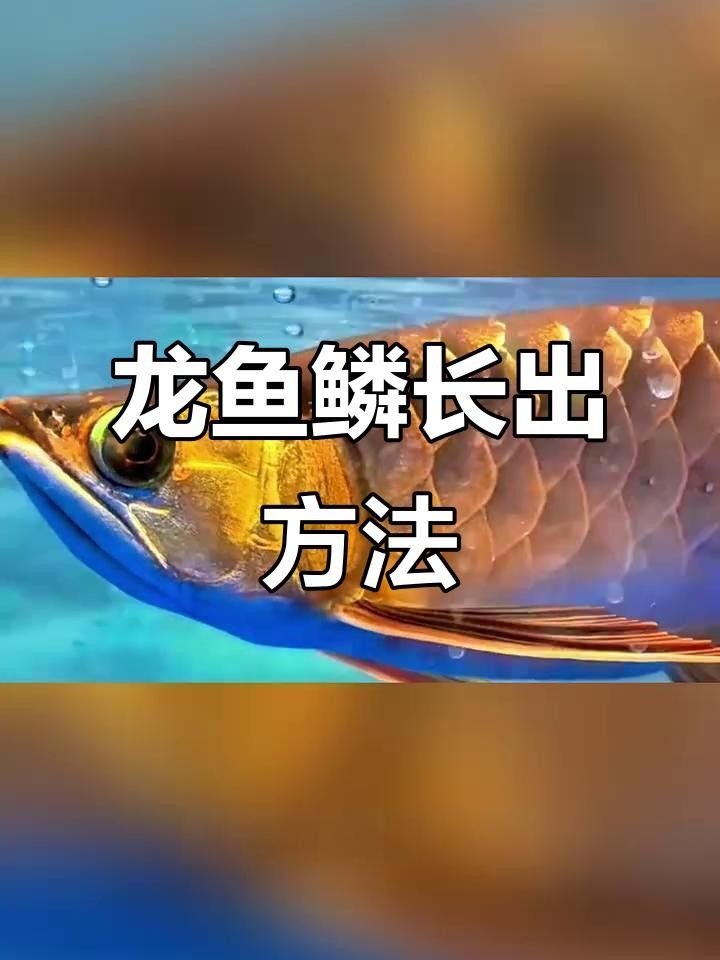 龍魚鱗片掉了多久能恢復（龍魚鱗片掉了還能長出來嗎）