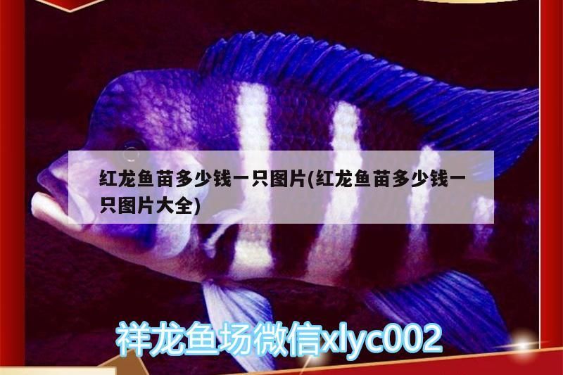 紅龍魚苗多少錢一只圖片(紅龍魚苗多少錢一只圖片大全)