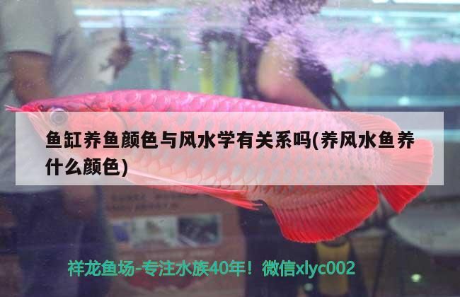 魚缸養魚顏色與風水學有關系嗎(養風水魚養什么顏色)