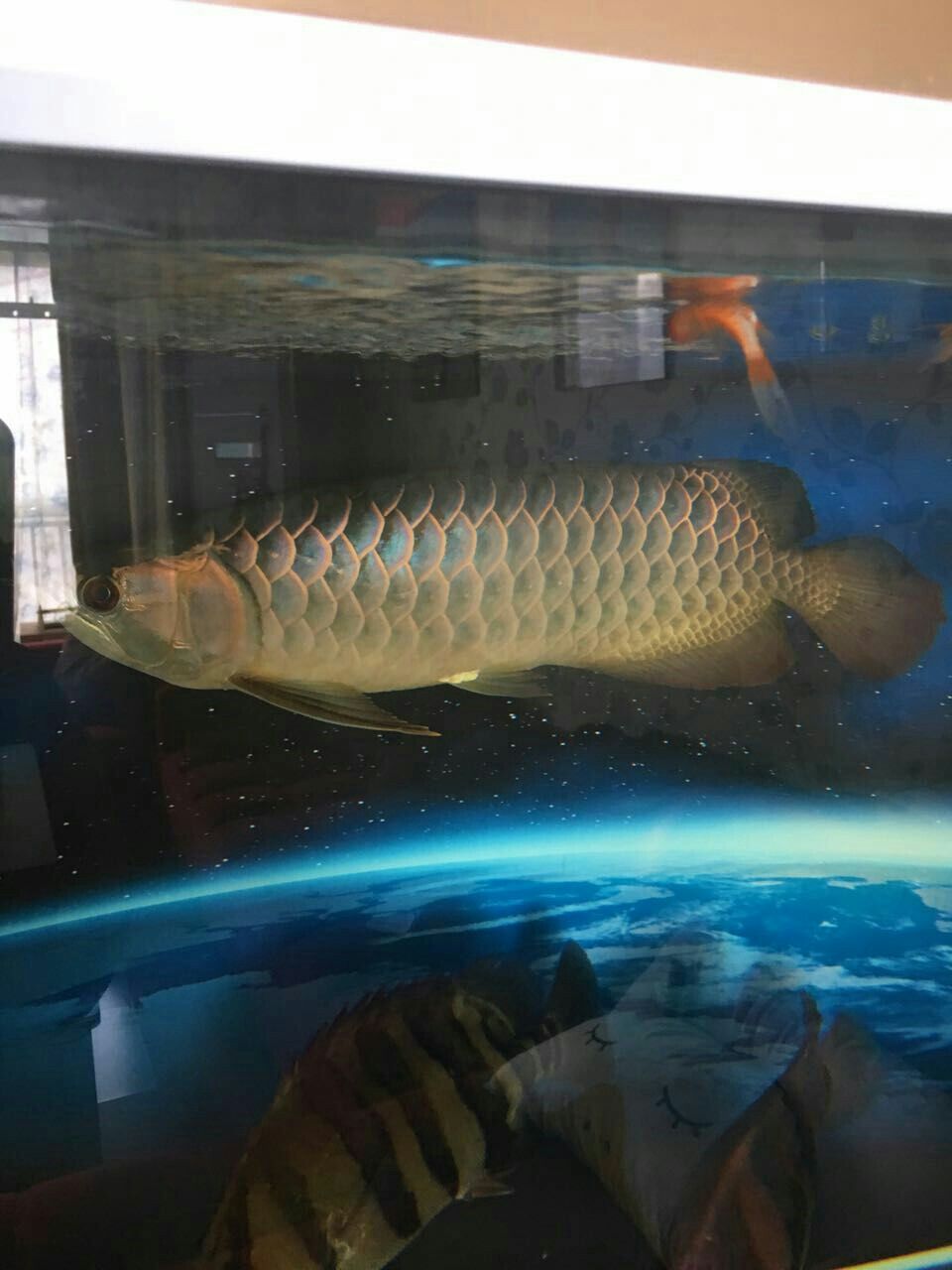 富態(tài)（龍虎虹龍是最大亮點(diǎn)）