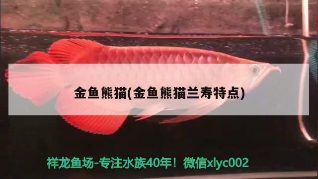 觀賞魚 金魚熊貓(金魚熊貓?zhí)m壽特點)(金魚熊貓?zhí)m壽特點) 觀賞魚百科 金魚熊貓(金魚熊貓?zhí)m壽特點)(金魚熊貓?zhí)m壽特點) 金魚熊貓(金魚熊貓?zhí)m壽特點)(金魚熊貓?zhí)m壽特點) 觀賞魚百科