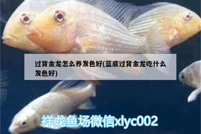 過背金龍怎么養發色好(藍底過背金龍吃什么發色好)（背金龍魚吃什么發色好，過背金龍魚吃什么發色好）