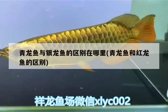 青龍魚與銀龍魚的區別在哪里(青龍魚和紅龍魚的區別)（青龍魚與銀龍魚的區別在哪里）