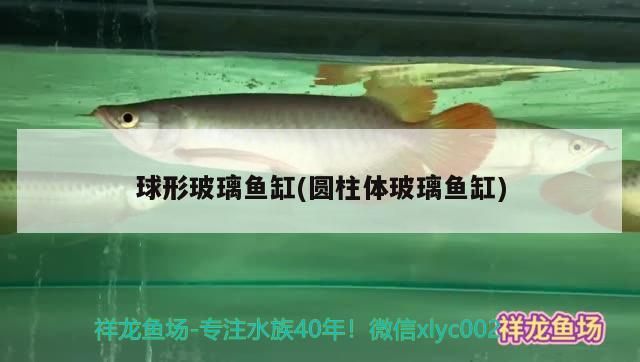 龍魚的壽命最長能活多少年啊，龍魚的壽命最長能活多少年 龍魚的壽命最長能活多少年啊，龍魚的壽命最長能活多少年 觀賞魚百科 第3張